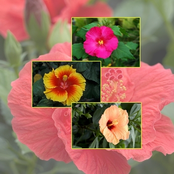 Multiple Varieties - Hibiscus