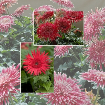 Gerbera jamesonii Multiple Varieties - Gerber Daisy