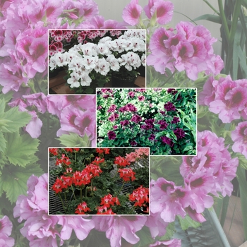 Pelargonium Multiple Varieties - Martha Washington Geranium