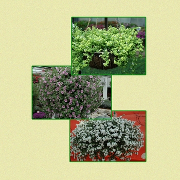 Multiple Varieties - Hanging Baskets