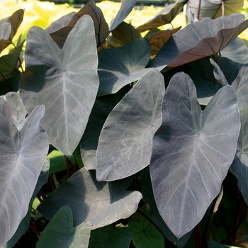 Colocasia esculenta 'Black Magic' - Black Elephant Ear
