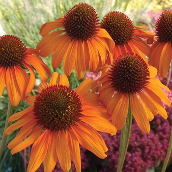 Echinacea purpurea 'Tiki Torch' - Coneflower