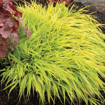 Hakonechloa macra 'All Gold' - Japenese Forest Grass