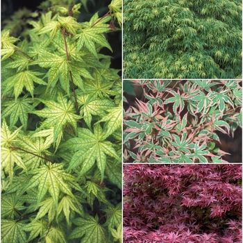 Acer palmatum - Multiple Varieties