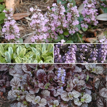 Multiple Varieties - Ajuga reptans