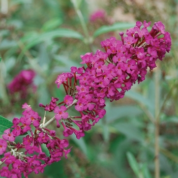 Buddleia davidii 'Royal Red' - Butterfly Bush