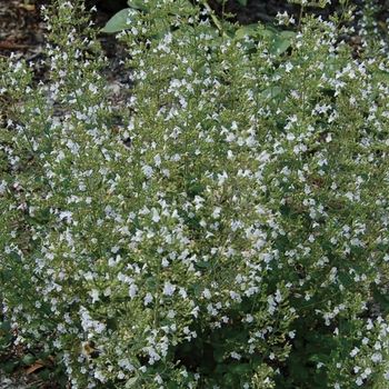 Calamintha nepeta - Cat Mint