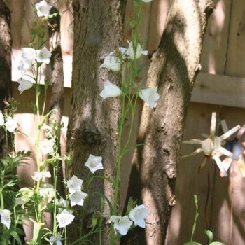 Campanula persicifolia 'Alba' - Peachleaf Bellflower