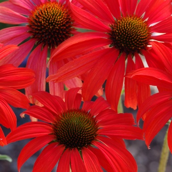 Echinacea 'Tomato Soup' - Coneflower