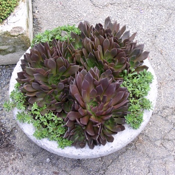 Echeveria 'Black Prince' - Black Prince