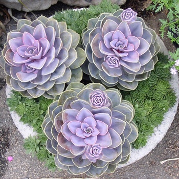 - Echeveria 'Perle von Nuremberg'