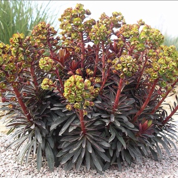Euphorbia 'Blackbird' - Purple Spurge