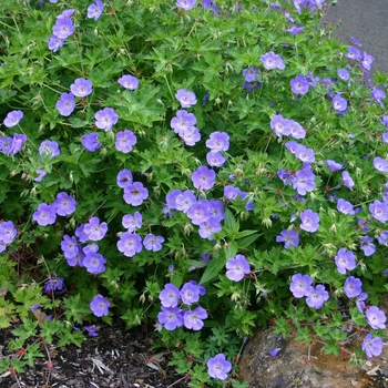 Geranium 'Rozanne' - Geranium 'Rozanne'
