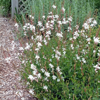 Whirling Butterflies