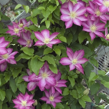 Clematis 'Asao' - Asao Clematis