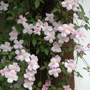 Clematis montana 'Rubrum' - Montana Clematis