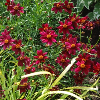 Coreopsis 'Limerock Ruby' - Coreopsis
