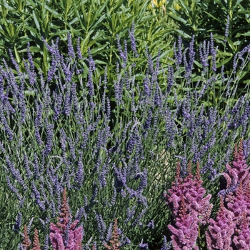 Lavendula intermedia 'Grosso' - French hybrid Lavender