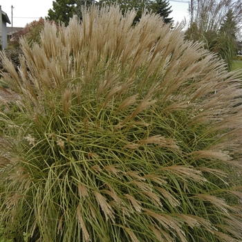 Miscanthus sinensis ''Adagio'' - Dwarf Japanese Silver Grass
