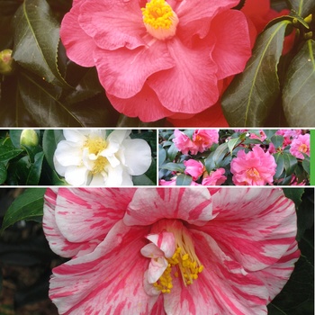 Camellia Multiple Varieties - Camellia