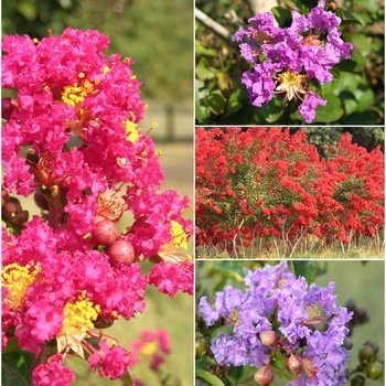Lagerstroemia Multiple Varieties - Crape Myrtle