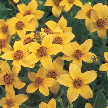 Bidens ferulifolia - Solaire® Yellow
