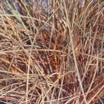 Carex flagellifera 'Toffee Twist Sedge' - Graceful Grasses™ Toffee Twist