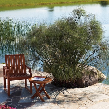 Cyperus papyrus 'King Tut®' - Umbrella Grass