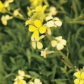 Erysimum 'Wallflower' - Lemon Zest