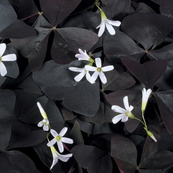 Oxalis 'Shamrock' - Charmed® Velvet