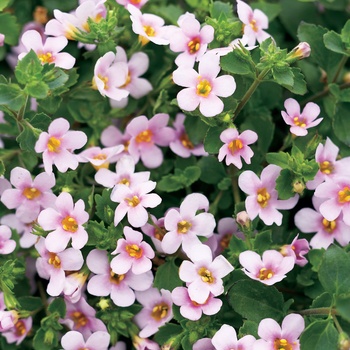 Sutera 'Bacopa' - Snowstorm® Pink