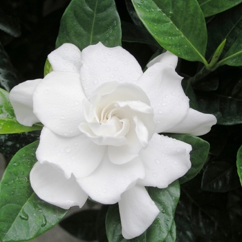 Gardenia jasminoides 'Veitchii' - Gardenia