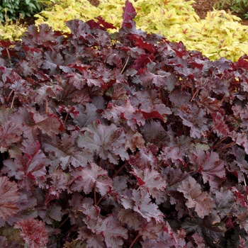 Alum Root