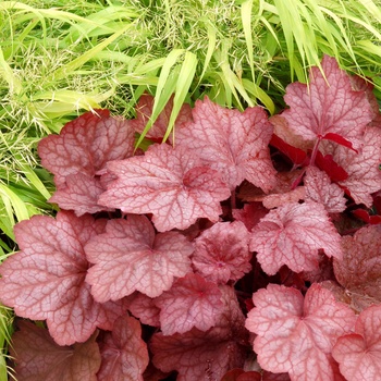 Heuchera 'Georgia Peach' - Orange Alum Root