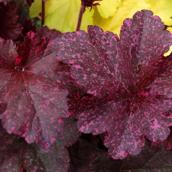 Heuchera 'Midnight Rose' - Alum Root