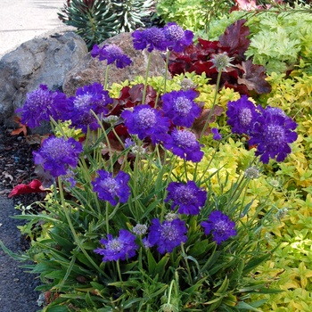 Scabiosa 'Vivid Violet' - Pincushion flower