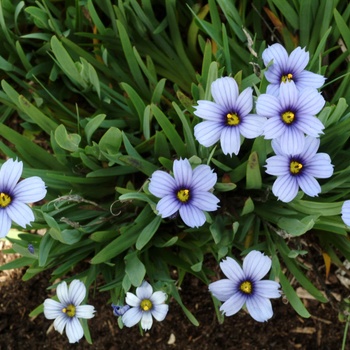 Sisyrinchium 'Devon Skies' - Blue Eyed Grass