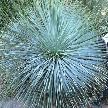 Yucca rostrata 'Sapphire Skies' - Adam's Needle