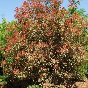 Photinia x fraseri Pink Marble - Photinia 'Pink Marble'