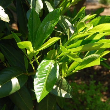 Prunus laurocerasus - English Laurel