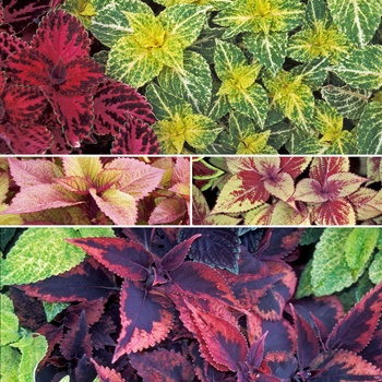 Coleus multiple varieties - Coleus