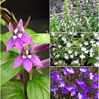 Lobelia Multiple Varieties - Lobelia