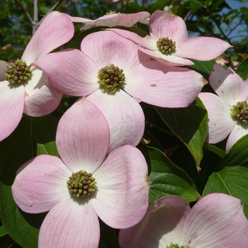 Cornus rutgersensis 'Stellar Pink' - Stellar Pink Dogwood