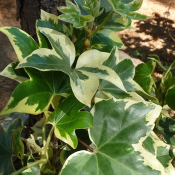 Fatshedera lizei Variegata - Ivy Tree