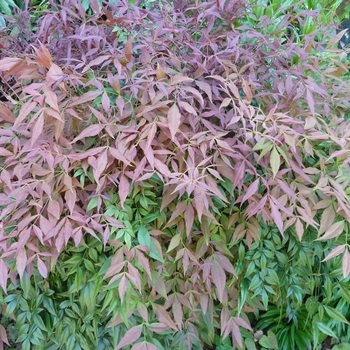 Nandina domestica 'Sienna Sunrise' - Sienna Sunrise Nandina