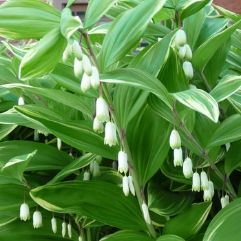 Polygonatum odoratum 'Variegatum' - Variegated Soloman's Seal