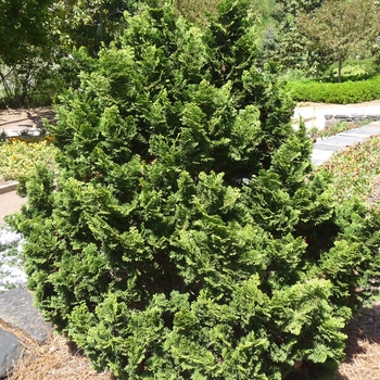 Chamaecyparis obtusa 'Nana' - Dwarf Hinoki Cypress