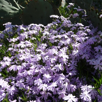 Phlox subulata 'Emerald Blue' - Creeping Phlox