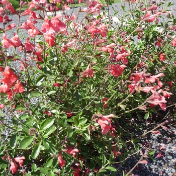 Salvia greggii 'Red' - Red Autumn Sage