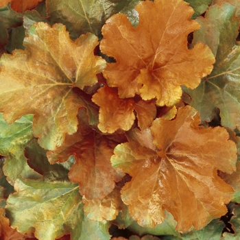 Heuchera hybrid 'Dolce Creme Brule' - Heuchera